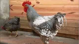 GALLO PLYMOUTH ROCK BARRADO  BARRED PLYMOUTH ROCK ROOSTER [upl. by Rehpotsirhc]