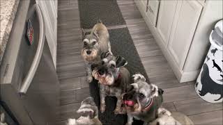 My Stubborn Schnauzer  Life With 7 Schnauzers [upl. by Holder613]