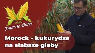 Morock  kukurydza na słabsze gleby [upl. by Nahraf448]