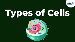 Types of Cells  Dont Memorise [upl. by Atinrahs]