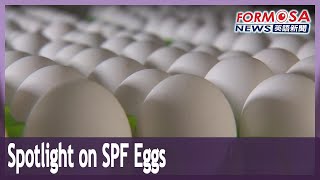 Spotlight on SPF eggs and their role in biotech vaccines and drug trials｜Taiwan News [upl. by Lezirg]