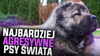 NAJGROŹNIEJSZE PSY NA ŚWIECIE [upl. by Stephie]