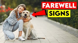 How to Know It’s Time to Say Goodbye to Your Dog [upl. by Pas]