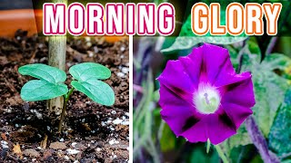 Growing Morning Glory Plant Time Lapse  Seed To Flower 114 Days [upl. by Onailimixam]