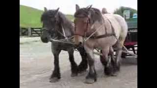 Belgische trekpaarden Willem en Frits voor het eerst in tweespan [upl. by Sitruk616]