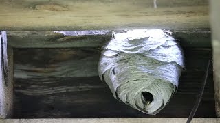 HUGE HORNET NEST REMOVAL  Terrifying [upl. by Eirrek936]