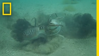 Ferocious Fight Male Cuttlefish Battle Over Mate Never Before Seen  National Geographic [upl. by Ennayd483]