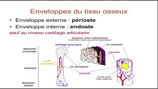 Tissu osseux [upl. by Torto209]