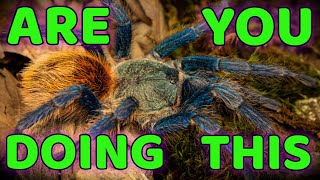 5 Habits for a SUCCESSFUL Tarantula Keeper [upl. by Esialb]