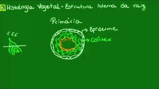 Raiz primária  Botânica  Biologia [upl. by Wehttan]