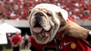 Meet University of Georgia mascot Uga the bulldog [upl. by Cone]