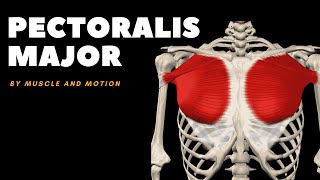 The Pectoralis Major Muscle Origin Insertion and Actions [upl. by Ennayram876]