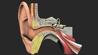 How do our ear works  Learn through animated videos [upl. by Tedd]