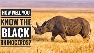 Black rhinoceros  Description Characteristics and Facts [upl. by Tlihcox133]