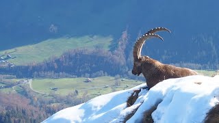 Bregenzerwald Wanderung Kanisfluh mit Steinbock  Prachtexemplar direkt unterhalb vom Gipfel [upl. by Skeie]