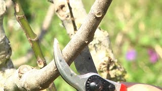 Aprenda o passo a passo para realizar a poda de formação da figueira  Programa Terra Sul [upl. by Suivatnom]