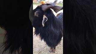 Markhor Goat viralvideo [upl. by Jaehne]