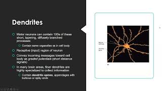 Neurology Physiology NPLEX I Review 2023 [upl. by Wilie]