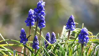 Muscari armeniacum or Grape Hyacinth blooming successfully in Himalayan botanical garden [upl. by Shoemaker]