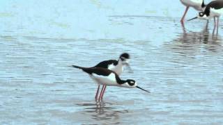 Blacknecked Stilts elegant mating ritual [upl. by Sparhawk736]