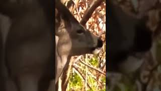 Cervidae DEER on FOREST Mountain [upl. by Omidyar]