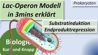 LacOperon Modell  Substratinduktion  Endproduktrepression Tryptophan Genregulation Prokaryoten [upl. by Llerdna568]