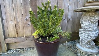 Euonymus Paloma Blanca In Planter Spring Preparation April 14 [upl. by Ashok]