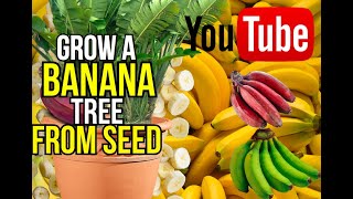 how to grow a banana tree from seed [upl. by Mazlack548]