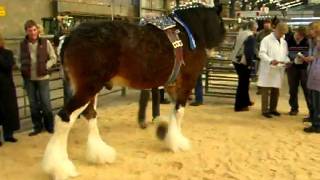 Scottish Clydesdale Horse [upl. by Vallonia394]