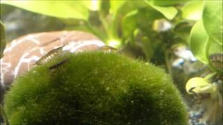 Asellus aquaticus waterlouse aquatic sowbug graze on Moss Ball  Wasserasseln auf Futtersuche [upl. by Ongineb670]