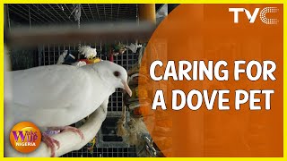 Domesticating Doves  What To Know About Having A Dove As A Pet [upl. by Niamreg]