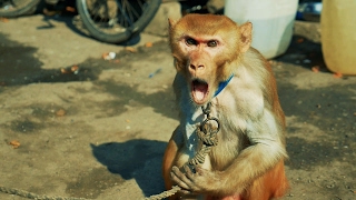 Bandar ka Khel  Baby Monkey Dance  Madaari aur Bandar ka naach  Bandar ka Tamasha  Street Show [upl. by Denice]