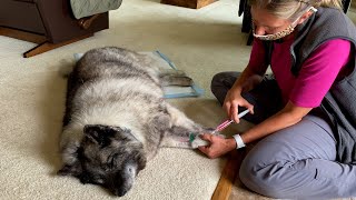 Saying Goodbye to Our 14 Year Old Norwegian Elkhound – Euthanasia in Our Home [upl. by Ynos]