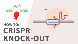 How to perform a CRISPR Knockout Experiment [upl. by Natsrik]