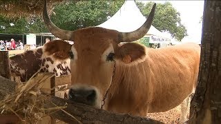 20 eme anniversaire de La fête de la vache nantaise au Dresny Plessé [upl. by Edsel]