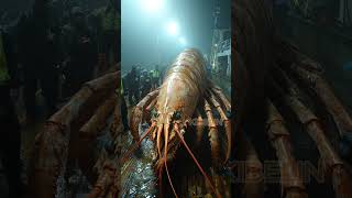 Giant Deep Sea Creature Caught by Fishermen🐙🦑🦀deepseafishing fishingexploration giantseacreature [upl. by Ullman]