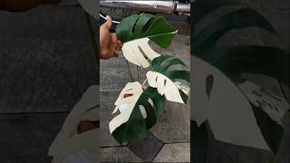 Variegated Monstera plant ☘️ shortvideo monstera variegatedplants varigated [upl. by Hijoung154]