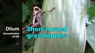 Shorthorned grasshoppers Acrididae  part 1 [upl. by Spearman]