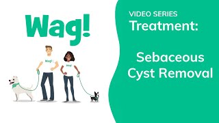 Sebaceous Cyst Removal in Dogs  Wag [upl. by Aisauqal]