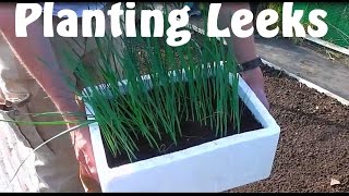 Allotment Diary  How to Plant  Grow Leeks [upl. by Ezzo]