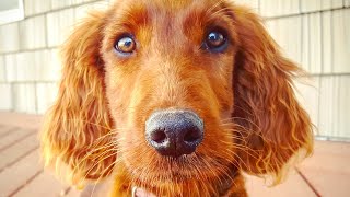 BEAUTIFUL Irish Setter Puppy In Training  Service Dog or Therapy Prospect  Lola [upl. by Annemarie]