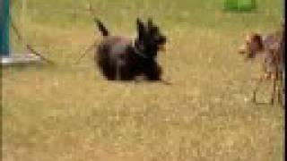 Breed All About It  Scottish Terrier [upl. by Wiese]