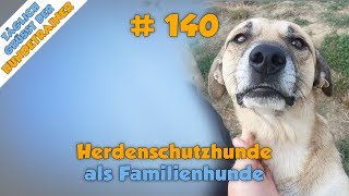 TGH 140  Herdenschutzhund als Familienhund  Hundeschule Stadtfelle [upl. by Dloreg]