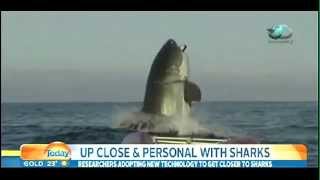 THE BIGGEST GREAT WHITE SHARK IN THE WORLD [upl. by Enyaht731]