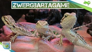 🦎 ZWERGBARTAGAME  Alle wichtigen Informationen in 100 Sekunden [upl. by Rabah]