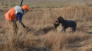 Cesky Fousek Pheasant Hunt [upl. by Yardley]