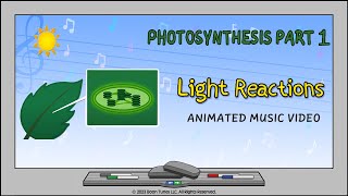 Photosynthesis Part 1 The Light Reactions  Animated Music Video [upl. by Granlund]