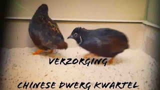 Verzorging amp Tips CHINESE DWERG KWARTEL [upl. by Attaynik]