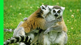 How Do Lemurs Find Love  Love Nature [upl. by Hurwitz62]