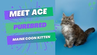 Purebred Maine Coon Kitten  Available for Adoption  Reputable Breeders Near You [upl. by Ardnossak]